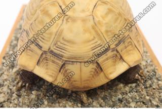 tortoise shell 0028